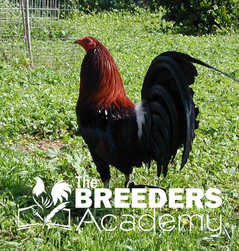 Bred by Kenny Troiano of the Breeders Academy