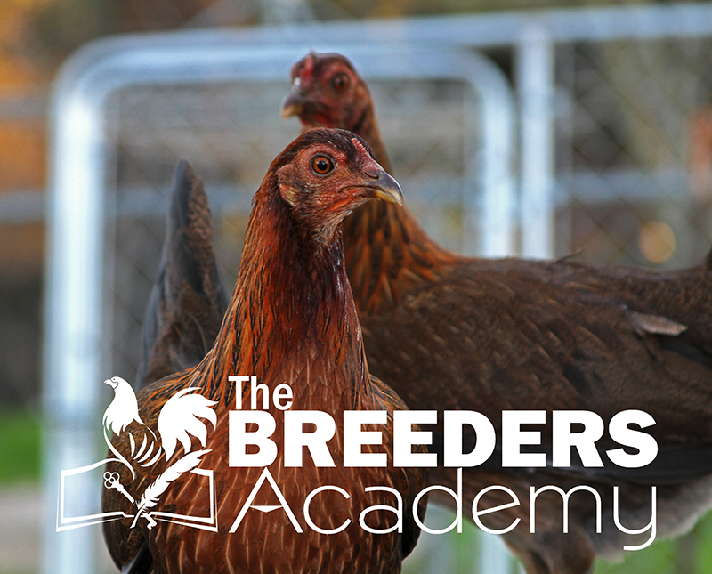 The Breeders Academy