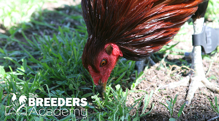 Join us at the Breeders Academy, where we teach breeders like you how to create, improve, and maintain your pure strains. And, where we show you how to produce the highest quality hybrid crosses.